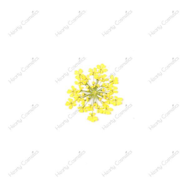 Dried Flowers