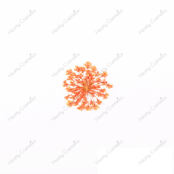 Dried Flowers
