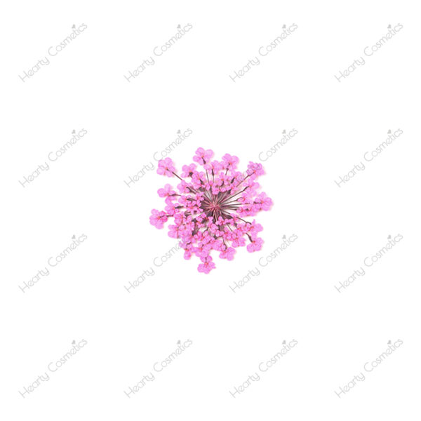 Dried Flowers